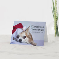 Un long chiwawa de cheveux de 6 ans
