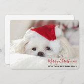 Cartes Pour Fêtes Annuelles Un mignon chien blanc dans un Casquette de Noël ro (Devant / Derrière)