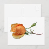 Cartes Pour Fêtes Annuelles Une coupe rose unique (Devant / Derrière)