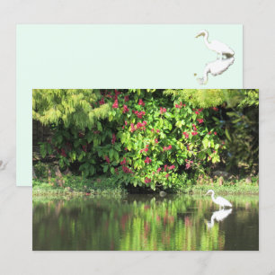 Cartes Pour Fêtes Annuelles Une Grande Aigrette Pêchant dans le Marais