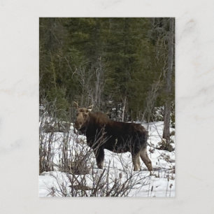 Cartes Pour Fêtes Annuelles Upper Peninsula Moose sauvage navigation Faune