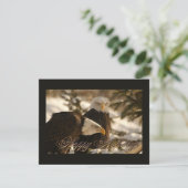 Cartes Pour Fêtes Annuelles Vacances Eagles (Debout devant)