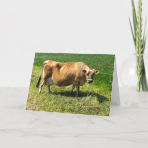 Cartes Pour Fêtes Annuelles Vache de Jersey dans les îles Anglo-Normandes