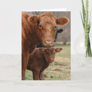 Cartes Pour Fêtes Annuelles vache maman et vache bébé
