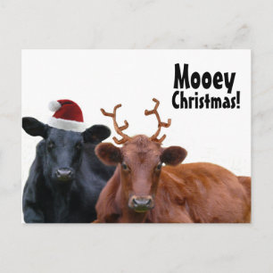 Cartes Pour Fêtes Annuelles Vaches à vacances de Noël dans le casquette et des