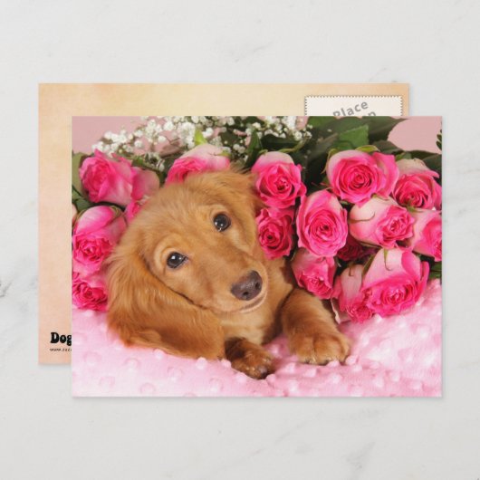 Cartes Pour Fêtes Annuelles Valentine (Devant / Derrière)