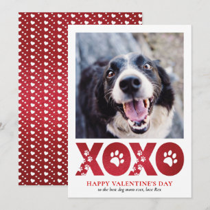 Cartes Pour Fêtes Annuelles Valentines Jour XOXO Photo pour chien de compagnie