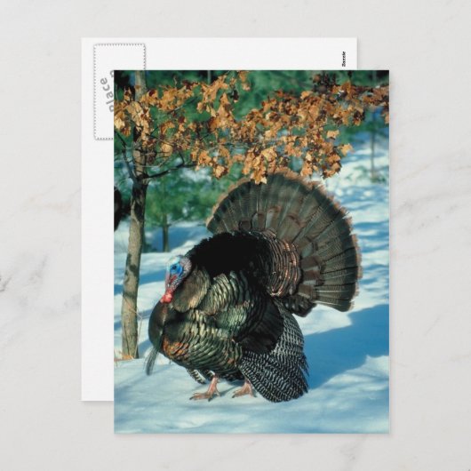 Cartes Pour Fêtes Annuelles Véritable Turquie Forêt neigeuse Noël Noël Fêtes (Devant / Derrière)