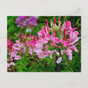 Cartes Pour Fêtes Annuelles Vietnam - flower on Ha Giang plateau