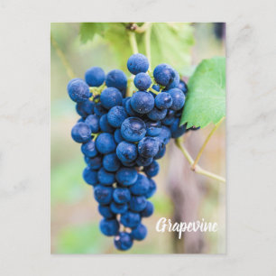 Cartes Pour Fêtes Annuelles Vigne de raisin pour vin et vigneron cadeau