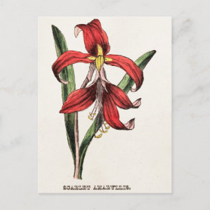 Cartes Pour Fêtes Annuelles Vintage 1800s Red Christmas Amaryllis Flower Flora