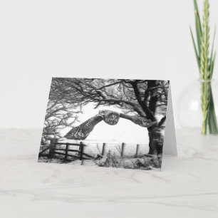 Cartes Pour Fêtes Annuelles Vol de hibou dans la neige