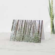 *Walden Pond : Vacances - Silence - Un Refuge Univ