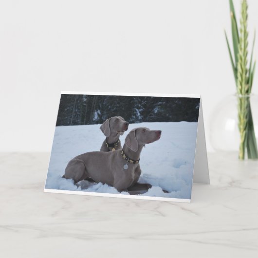 Cartes Pour Fêtes Annuelles Weimeraner dans la neige (Devant)
