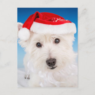 Cartes Pour Fêtes Annuelles Westie avec le chapeau et la barbe du Père Noël