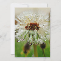 Wet Dandelion