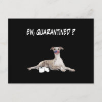 Whippet Dog Ew Quarantiné Chien Portant Un Masque