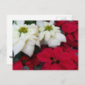 Cartes Pour Fêtes Annuelles White and Red Poinsettias (Devant / Derrière)
