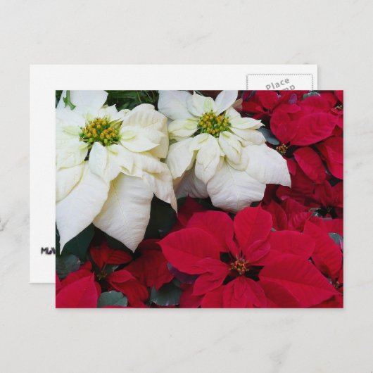 Cartes Pour Fêtes Annuelles White and Red Poinsettias (Devant / Derrière)