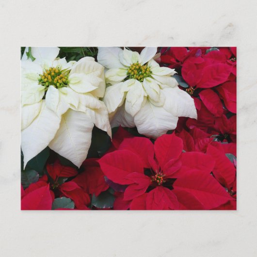 Cartes Pour Fêtes Annuelles White and Red Poinsettias (Devant)