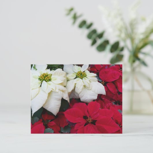 Cartes Pour Fêtes Annuelles White and Red Poinsettias (Debout devant)