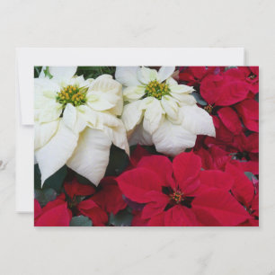 Cartes Pour Fêtes Annuelles White and Red Poinsettias