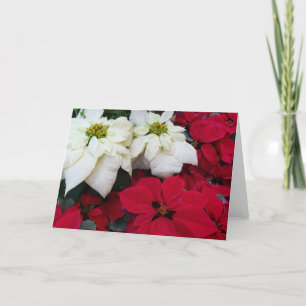 Cartes Pour Fêtes Annuelles White and Red Poinsettias