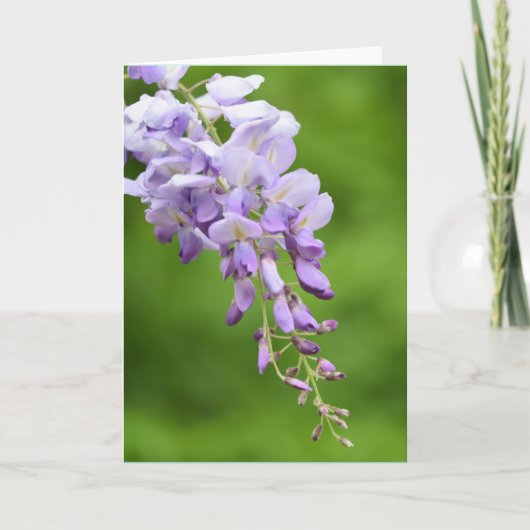 Cartes Pour Fêtes Annuelles Wisteria (Devant)
