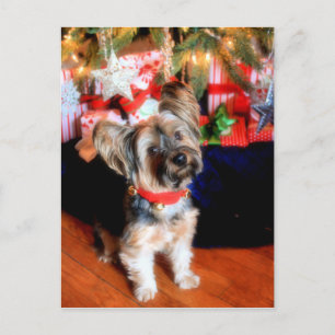 Cartes Pour Fêtes Annuelles Yorkshire Terrier en col-cloche avec Noël