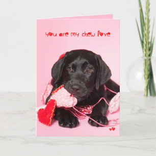 Cartes Pour Fêtes Annuelles You are my Chew Love Black Lab Valentine