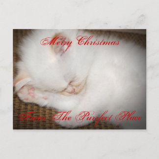 Cartes Pour Fêtes Annuelles zazzle, Merry ChristmasFrom The Purrfect Place