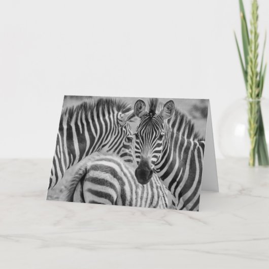 Cartes Pour Fêtes Annuelles Zèbres, Afrique du Sud (Devant)