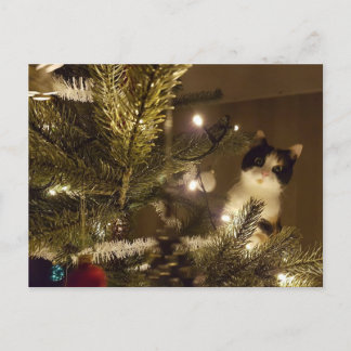 Cartes Pour Fêtes Annuelles Zelma with the christmas tree