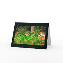 Cartes pour notes d'art fractal du sol forestier