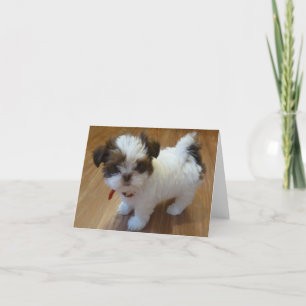 Cartes pour notes de chiot de Shih Tzu