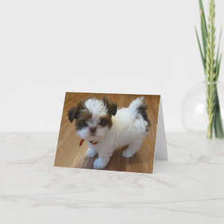 Cartes pour notes de chiot de Shih Tzu