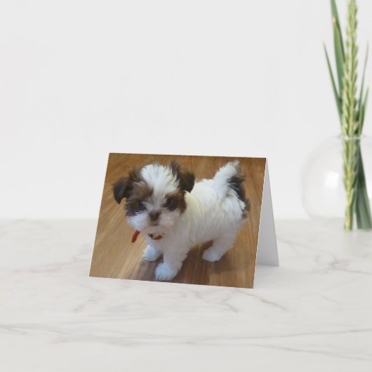 Cartes pour notes de chiot de Shih Tzu (Devant)