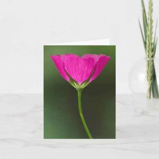 Cartes pour notes de fleur sauvage de Winecup (Devant)