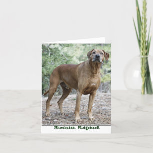 Cartes pour notes de Rhodesian Ridgeback