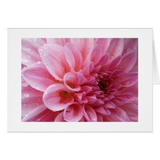 Cartes roses de chrysanthème