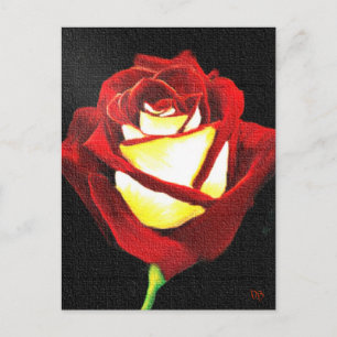 Cartes Roses rouges et blanches