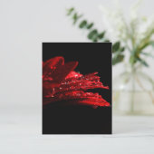 Cartes rouges d'or… (Debout devant)