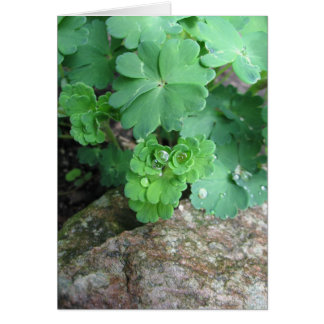 Cartes vierges de Columbine