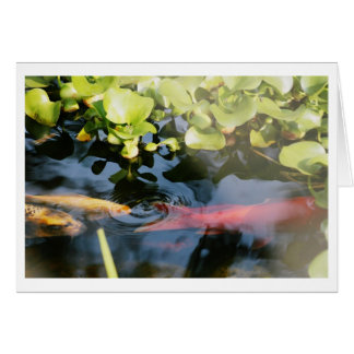 Cartes vierges de poisson rouge