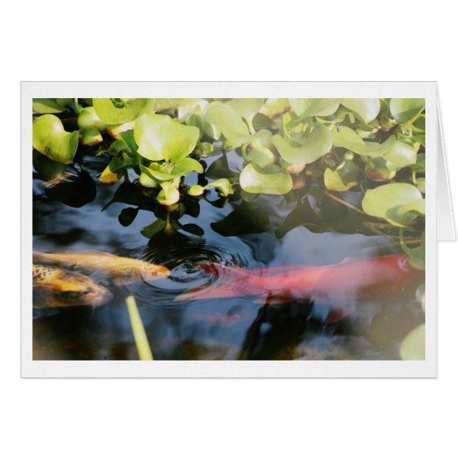 Cartes vierges de poisson rouge (Devant horizontal)