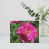 Carton rose Dessin rose Carte postale (Debout devant)