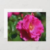 Carton rose Dessin rose Carte postale (Devant / Derrière)