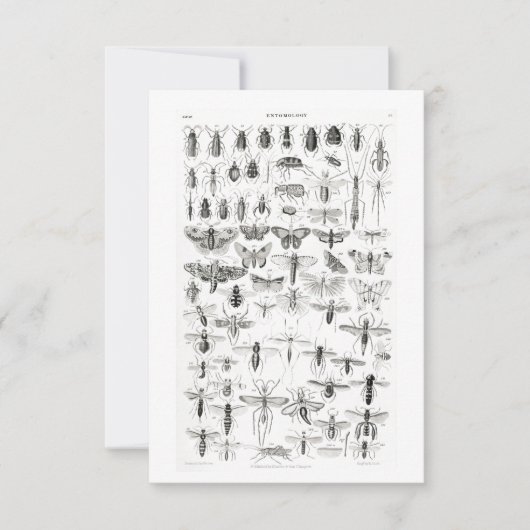 Cartons Réponse Entomologie noire et blanche Insectes Bugs (Devant)