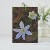 Cartons Réponse fleurir en blanc (Debout devant)