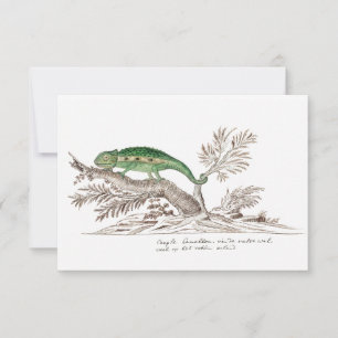 Cartons Réponse Illustration de Green Cape Dwarf Chameleon